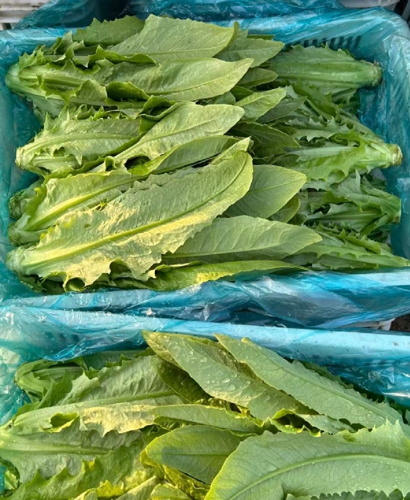 【精选】油麦菜江苏南通蔬菜基地量大从优欢迎联系