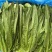 【精选】油麦菜江苏南通蔬菜基地量大从优欢迎联系