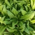 【精选】油麦菜江苏南通蔬菜基地量大从优欢迎联系