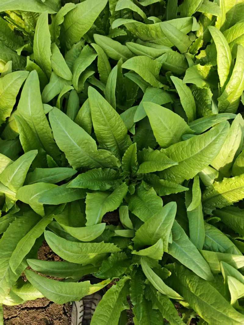 【精选】油麦菜江苏南通蔬菜基地量大从优欢迎联系