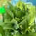 【精选】油麦菜江苏南通蔬菜基地量大从优欢迎联系