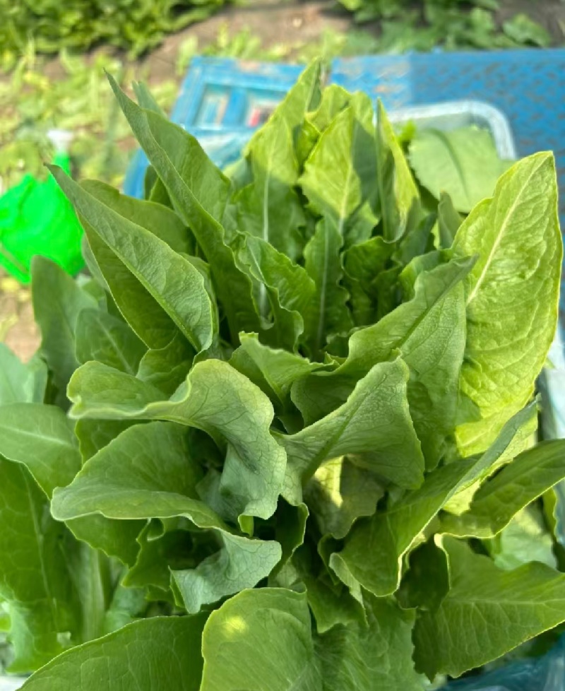 【精选】油麦菜江苏南通蔬菜基地量大从优欢迎联系