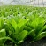 【精选】油麦菜江苏南通蔬菜基地量大从优欢迎联系
