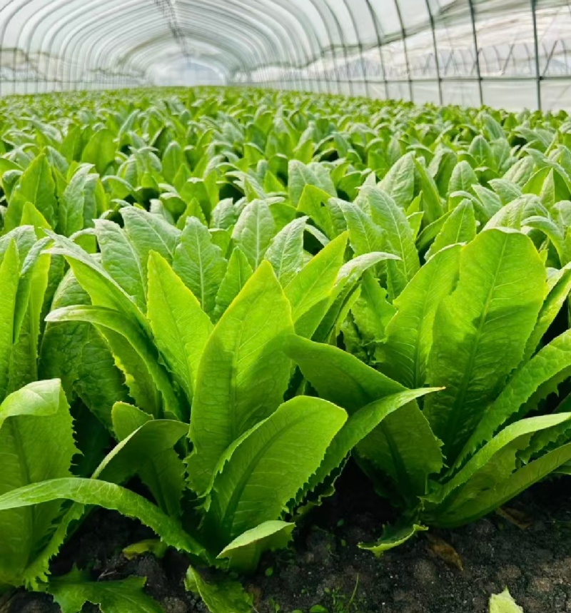 【精选】油麦菜江苏南通蔬菜基地量大从优欢迎联系