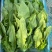 【精选】油麦菜江苏南通蔬菜基地量大从优欢迎联系