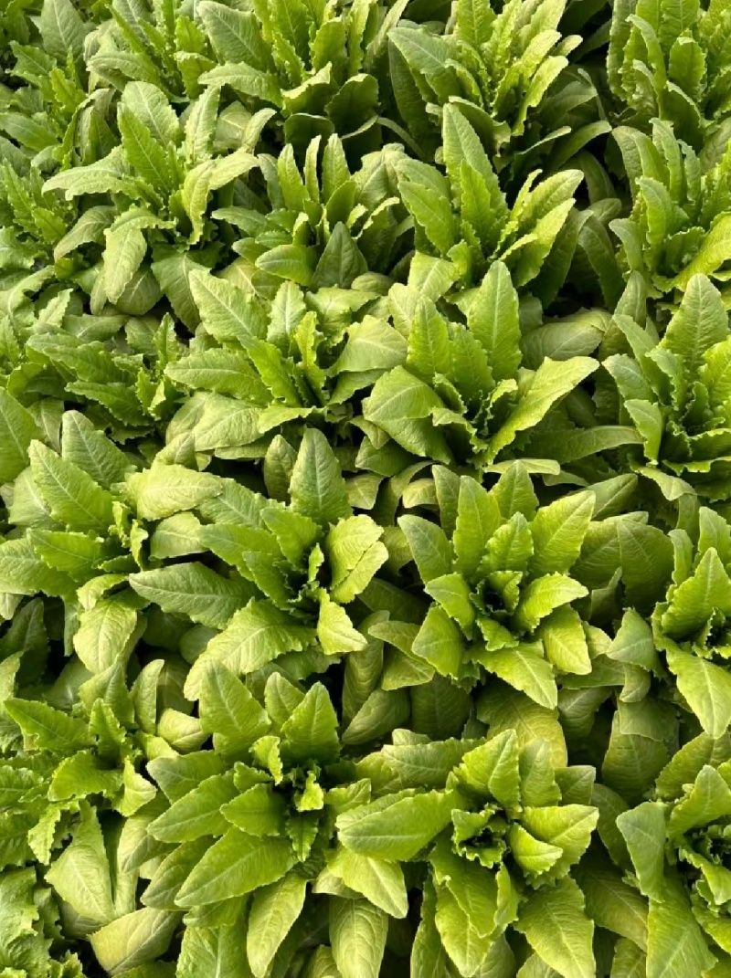 【精选】油麦菜江苏南通蔬菜基地量大从优欢迎联系