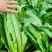 【精选】油麦菜江苏南通蔬菜基地量大从优欢迎联系