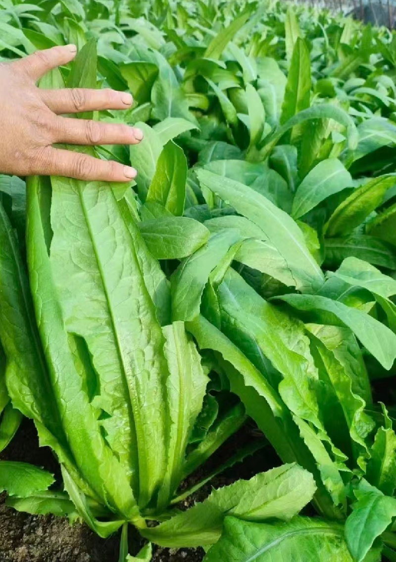 【精选】油麦菜江苏南通蔬菜基地量大从优欢迎联系