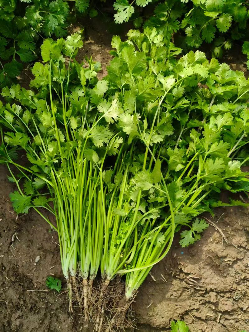 小叶香菜