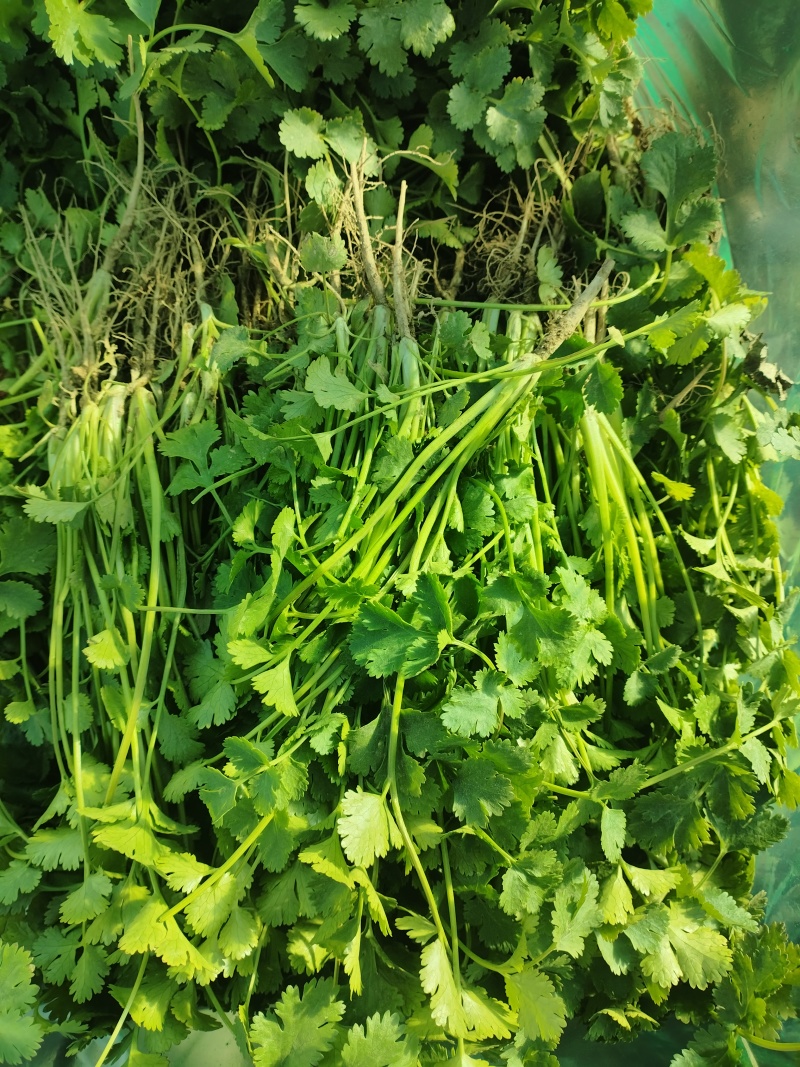 小叶香菜