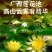 金秀瑶乡香水莲花茶，产地:广西来宾***********