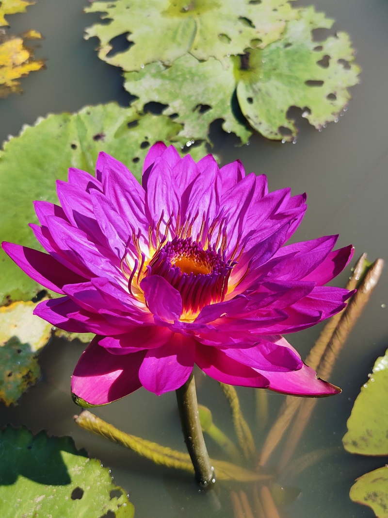 金秀瑶乡香水莲花茶，产地:广西来宾***********
