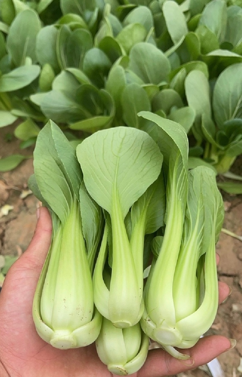 【优选】江苏上海青小油菜全年有货产地直供实力代发