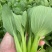 【优选】江苏上海青小油菜全年有货产地直供实力代发