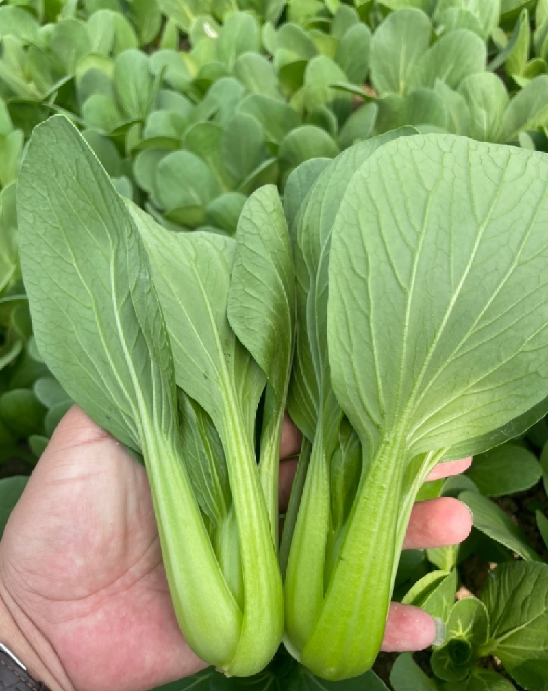 【优选】江苏上海青小油菜全年有货产地直供实力代发