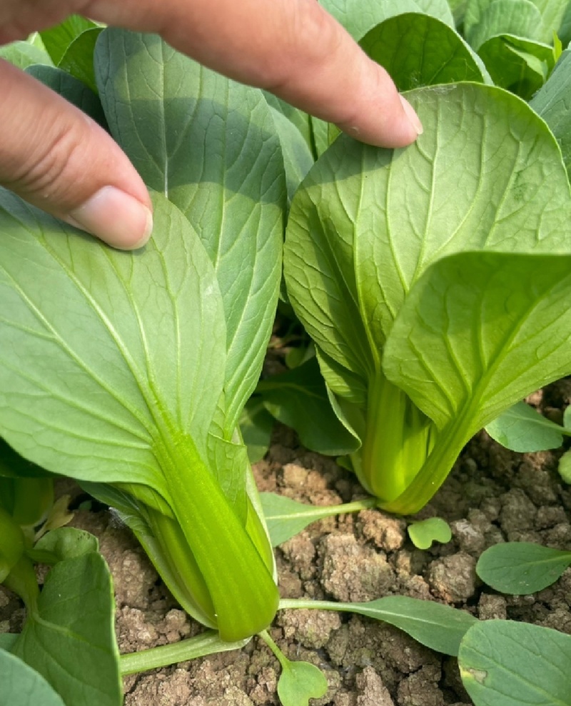 【优选】江苏上海青小油菜全年有货产地直供实力代发
