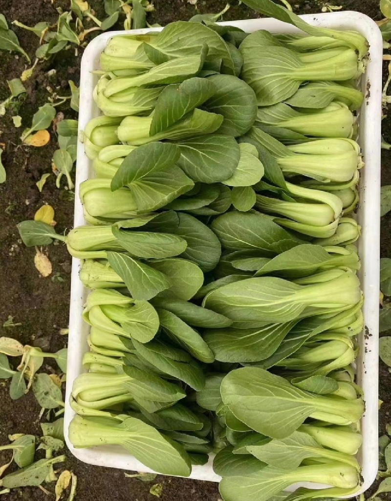 【优选】江苏上海青小油菜全年有货产地直供实力代发