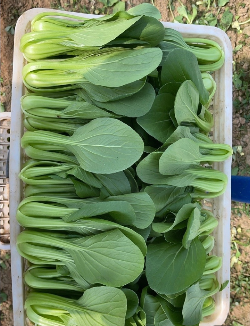 【优选】江苏上海青小油菜全年有货产地直供实力代发