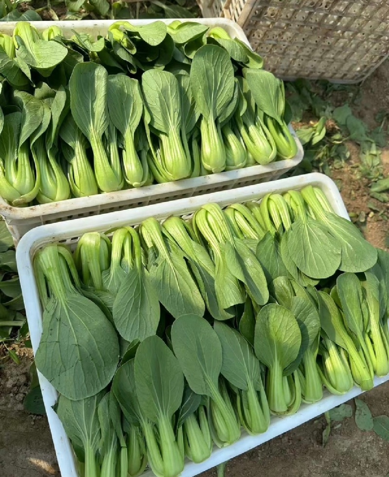 【优选】江苏上海青小油菜全年有货产地直供实力代发