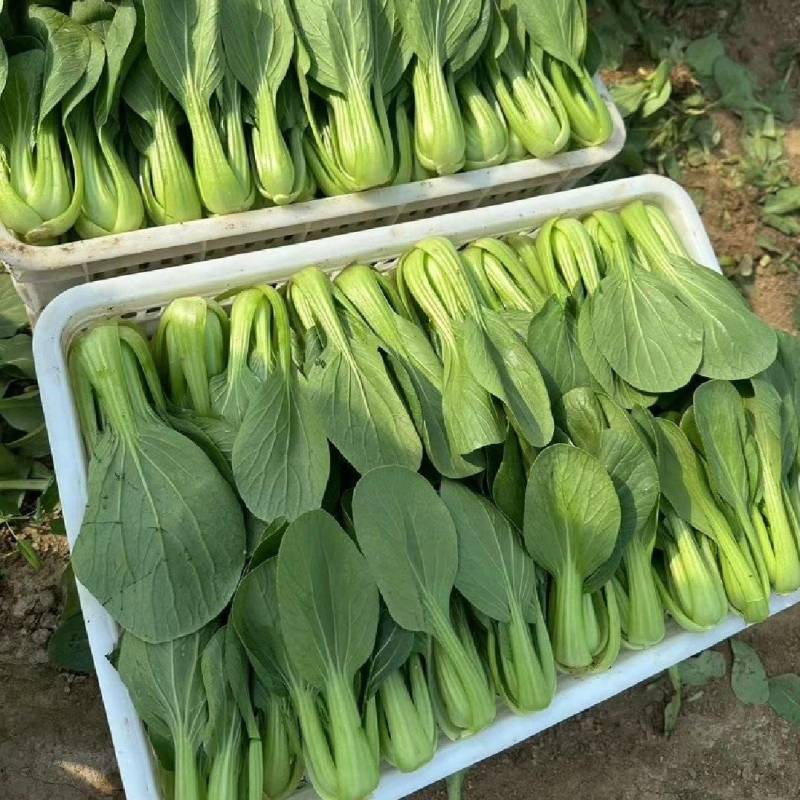 【优选】江苏上海青小油菜全年有货产地直供实力代发