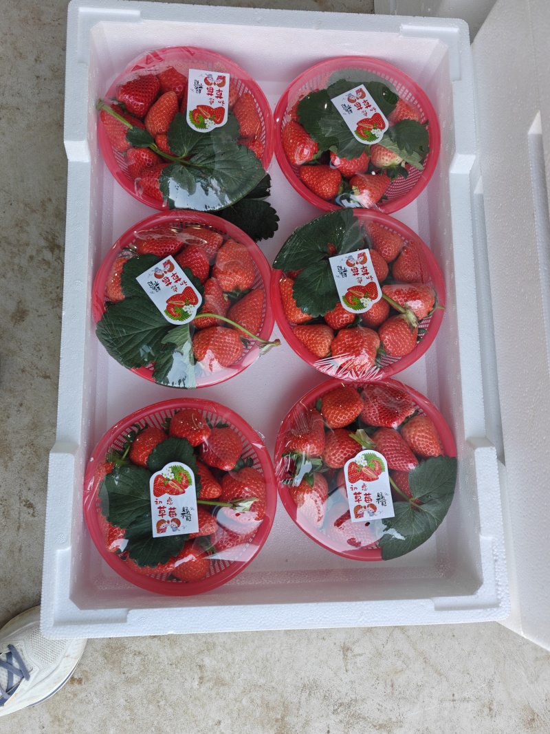 宁玉草莓批发基地直发货源充足量大从优品质保证欢迎来电