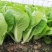 【优选】小白菜毛白菜基地直供量大从优常供全国商超