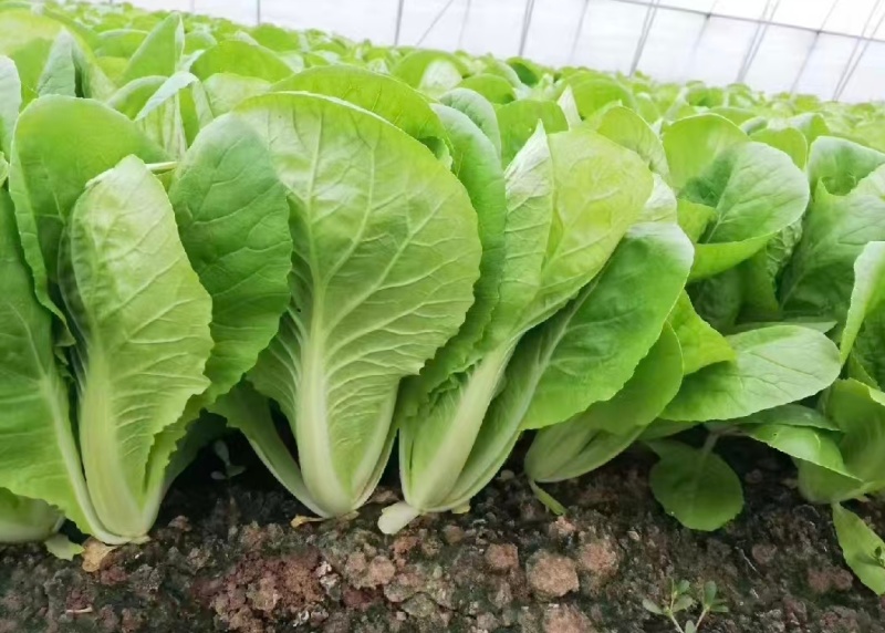 【优选】小白菜毛白菜基地直供量大从优常供全国商超