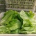 【优选】小白菜毛白菜基地直供量大从优常供全国商超