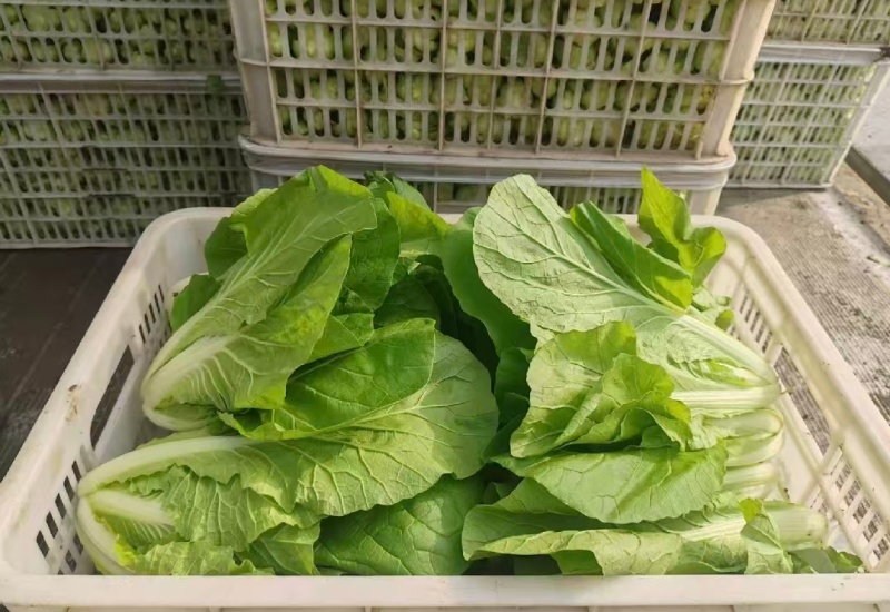 【优选】小白菜毛白菜基地直供量大从优常供全国商超