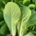 【优选】小白菜毛白菜基地直供量大从优常供全国商超