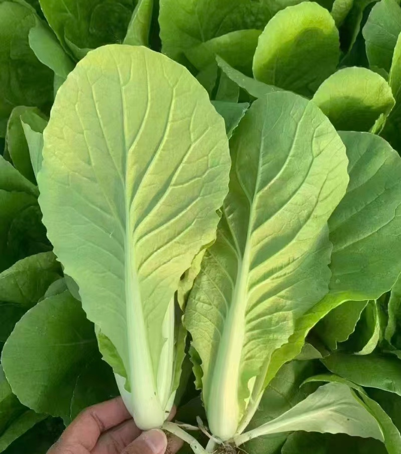 【优选】小白菜毛白菜基地直供量大从优常供全国商超