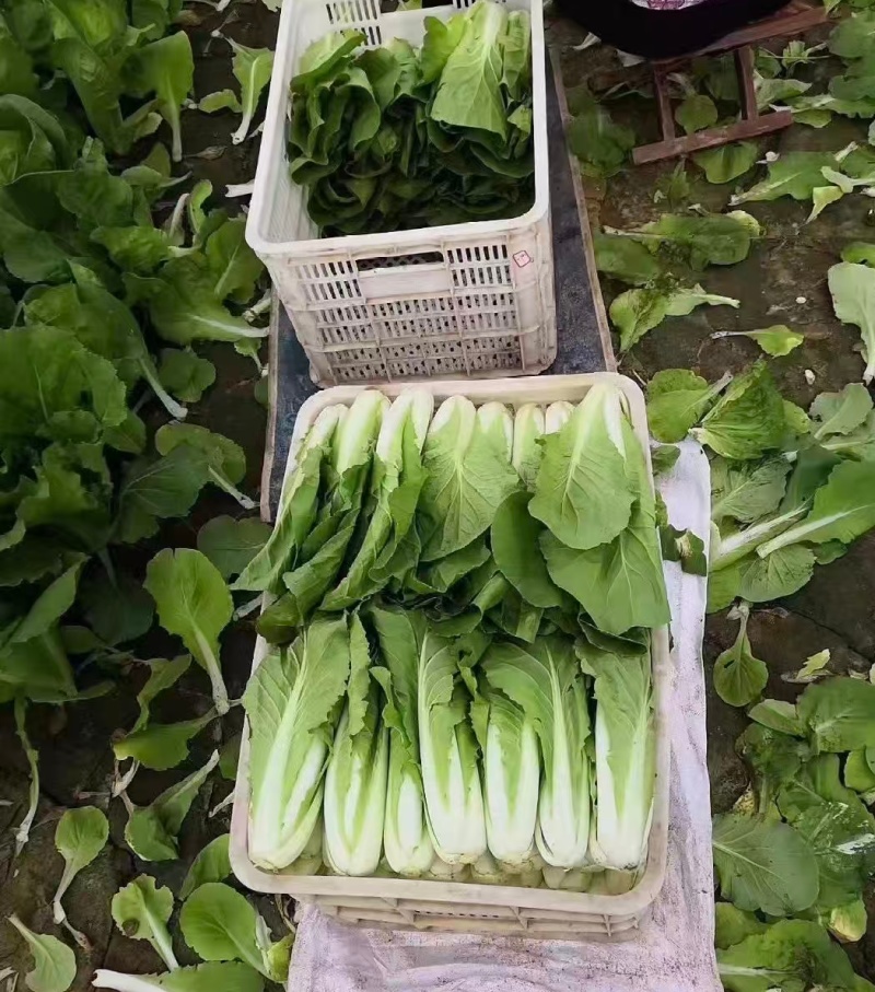 【优选】小白菜毛白菜基地直供量大从优常供全国商超