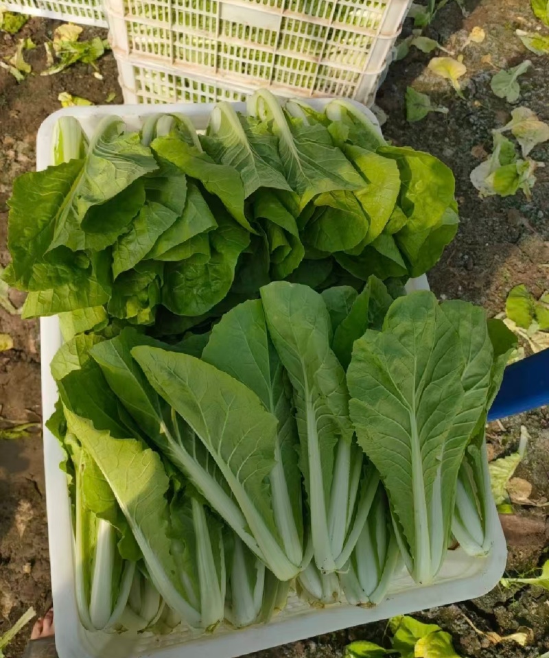 【优选】小白菜毛白菜基地直供量大从优常供全国商超