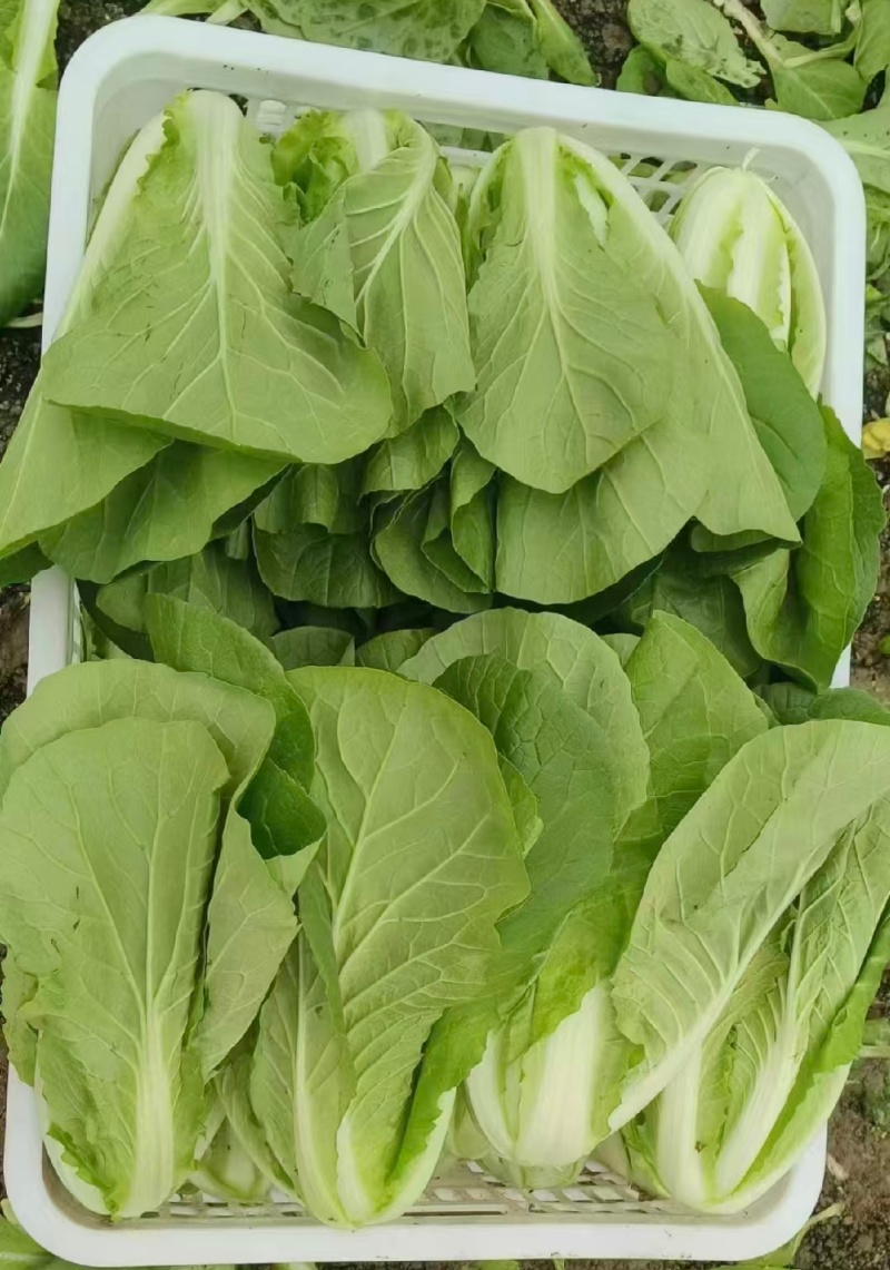 【优选】小白菜毛白菜基地直供量大从优常供全国商超