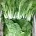 【优选】小白菜毛白菜基地直供量大从优常供全国商超