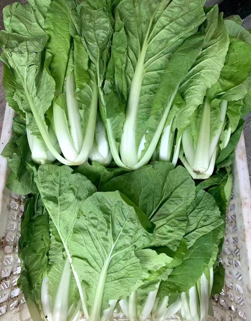 【优选】小白菜毛白菜基地直供量大从优常供全国商超