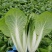 【优选】小白菜毛白菜基地直供量大从优常供全国商超