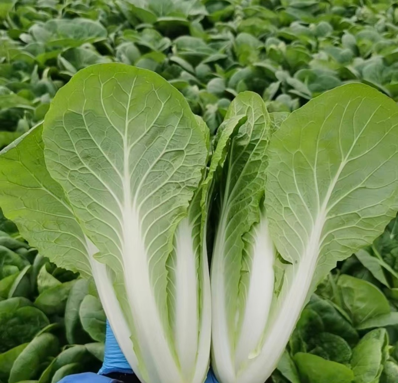 【优选】小白菜毛白菜基地直供量大从优常供全国商超