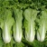 【优选】小白菜毛白菜基地直供量大从优常供全国商超
