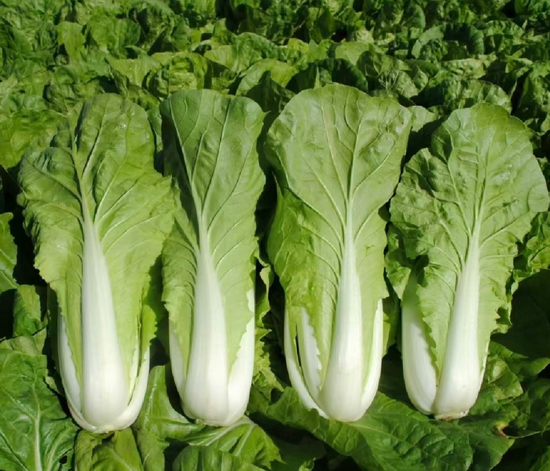 【优选】小白菜毛白菜基地直供量大从优常供全国商超