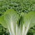 【优选】小白菜毛白菜基地直供量大从优常供全国商超