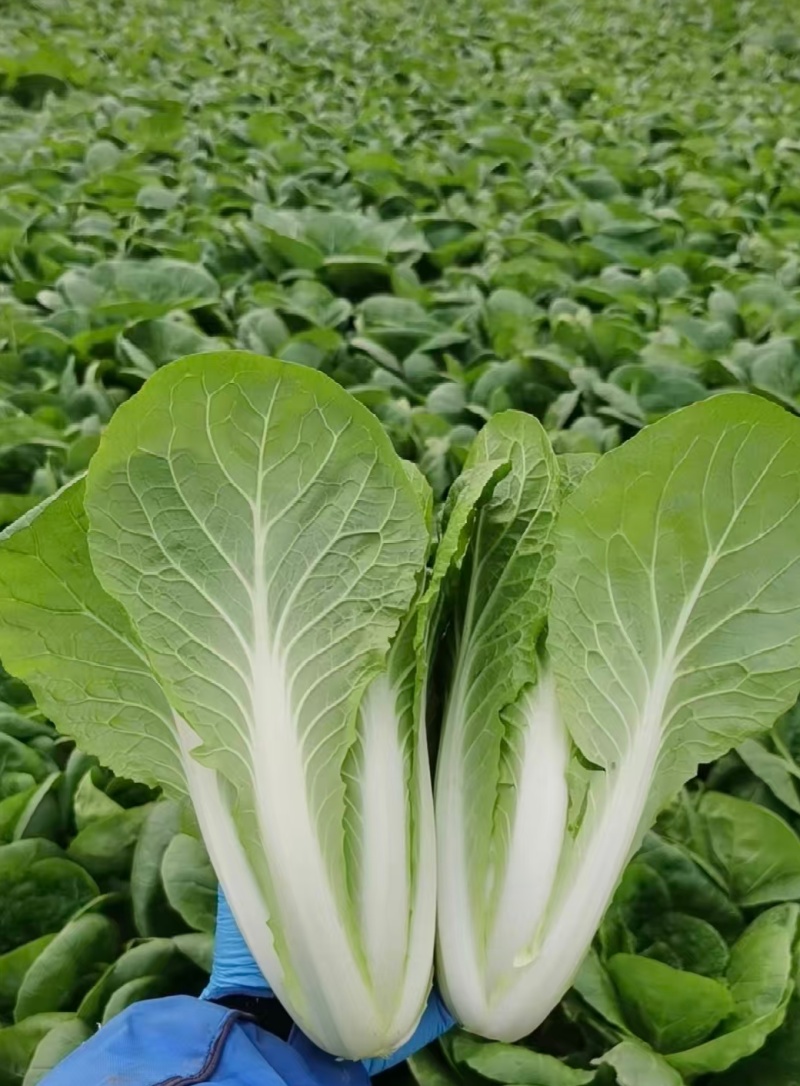 【优选】小白菜毛白菜基地直供量大从优常供全国商超