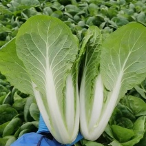 【优选】小白菜毛白菜基地直供量大从优常供全国商超