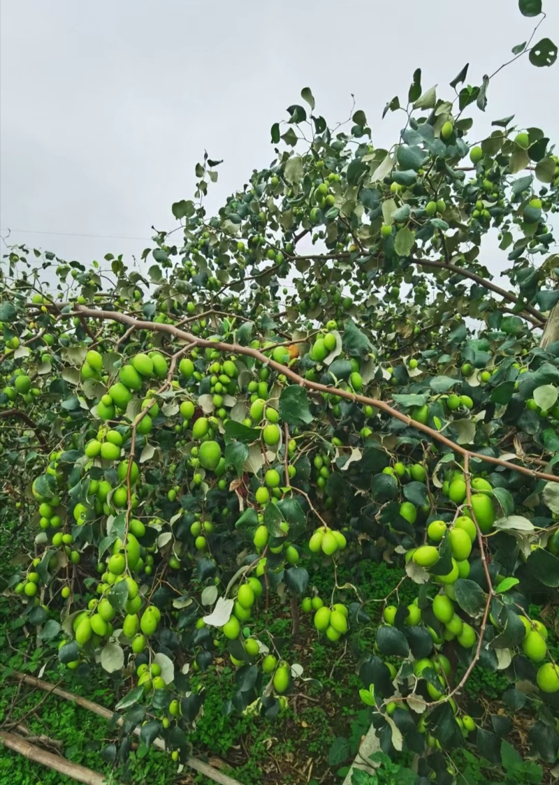 青枣