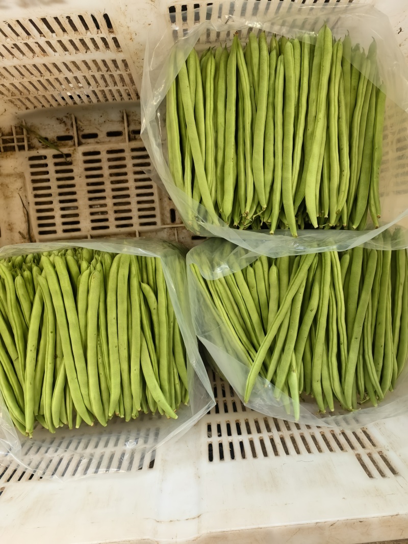 扁豆