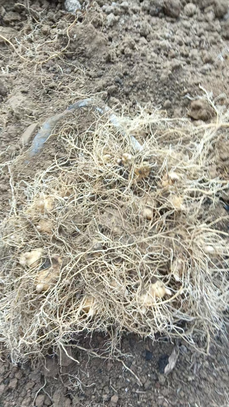 野生多花黄精，三年黄精，有需要的老板联系我