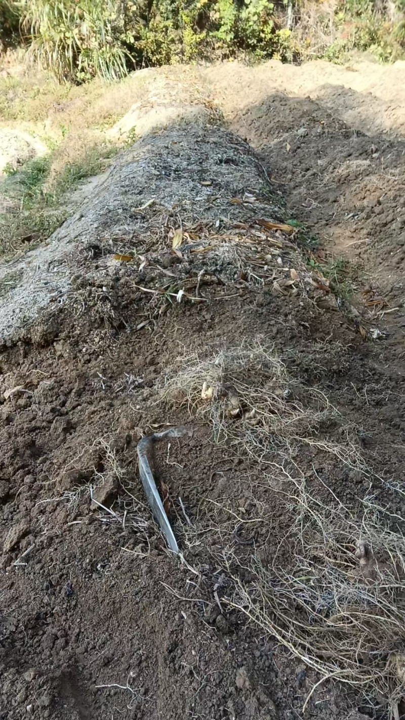 野生多花黄精，三年黄精，有需要的老板联系我
