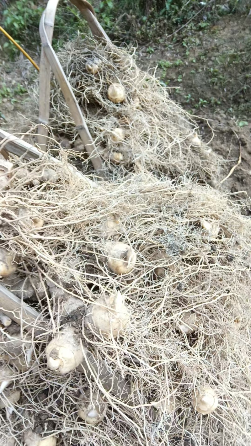 野生多花黄精，三年黄精，有需要的老板联系我