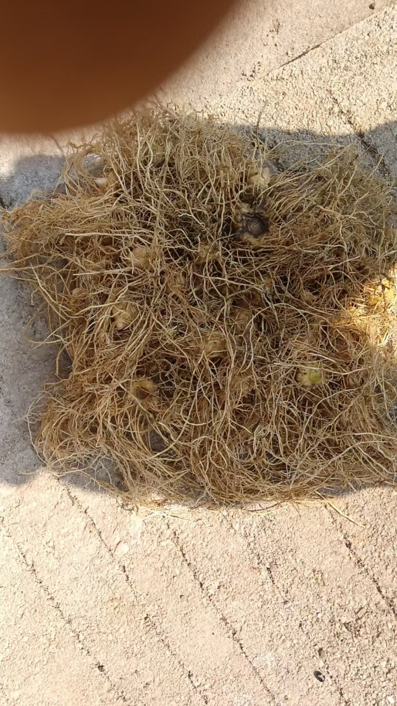 野生多花黄精，三年黄精，有需要的老板联系我