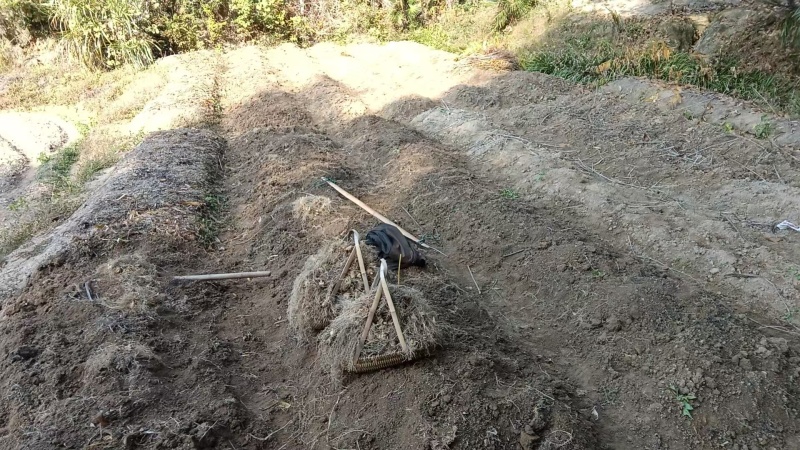 野生多花黄精，三年黄精，有需要的老板联系我